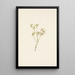Fleur d'airelle des bois Vaccinium scoparium - Mary Vaux Walcott — gerahmtes Bild an der Wand