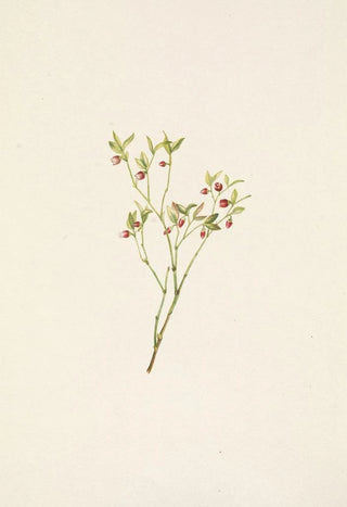 Mary Vaux Walcott - Grouse Whortleberry flower Vaccinium scoparium.webp