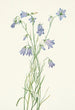 Campanule à feuilles rondes Campanula rotundifolia - Mary Vaux Walcott — Ansicht des Kunstwerks