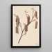 Aulne coudrier Alnus regosa - Mary Vaux Walcott — gerahmtes Bild an der Wand