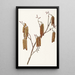 Aulne coudrier Alnus rugosa - Mary Vaux Walcott — gerahmtes Bild an der Wand