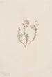 Bruyère Phyllodoce intermedia - Mary Vaux Walcott — Ansicht des Kunstwerks