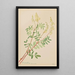 Hedysarum Hedysarum sulphurescens - Mary Vaux Walcott — gerahmtes Bild an der Wand