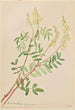 Hedysarum Hedysarum sulphurescens - Mary Vaux Walcott — Ansicht des Kunstwerks