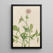 Heliotrop Wermut Valeriana sitchensis - Mary Vaux Walcott — gerahmtes Bild an der Wand
