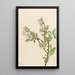 Myrtille en corymbe Vaccinium corymbosum - Mary Vaux Walcott — gerahmtes Bild an der Wand