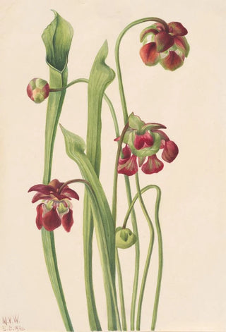 Mary Vaux Walcott - Hybrid Pitcherplant.webp