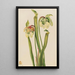 Sarracénie hybride Sarracenia minor - Mary Vaux Walcott — gerahmtes Bild an der Wand