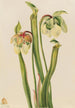 Sarracénie hybride Sarracenia minor - Mary Vaux Walcott — Ansicht des Kunstwerks