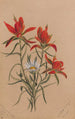 Castilléjie Castilleja rhexifolia - Mary Vaux Walcott — Ansicht des Kunstwerks
