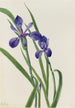 Iris Iris-Arten - Mary Vaux Walcott — Ansicht des Kunstwerks