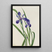 Iris Iris-Arten - Mary Vaux Walcott — gerahmtes Bild an der Wand