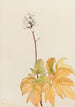 Actée à gros pédicelles Actaea arguta - Mary Vaux Walcott — Ansicht des Kunstwerks