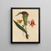 Jack in der Kanzel - Mary Vaux Walcott — gerahmtes Bild an der Wand