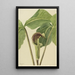 Arisème Triphyll-Triphyllum - Mary Vaux Walcott — gerahmtes Bild an der Wand