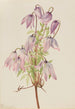 Clématite pseudo-alpine Clematis pseudoalpina - Mary Vaux Walcott — Ansicht des Kunstwerks