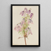 Clématite pseudo-alpine Clematis pseudoalpina - Mary Vaux Walcott — gerahmtes Bild an der Wand