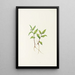 Fleur de Kruhsea Kruhsea streptopoides - Mary Vaux Walcott — gerahmtes Bild an der Wand