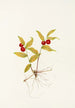 Fruit de Kruhsea Kruhsea streptopoides - Mary Vaux Walcott — Ansicht des Kunstwerks