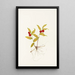 Fruit de Kruhsea Kruhsea streptopoides - Mary Vaux Walcott — gerahmtes Bild an der Wand