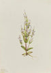 Gentiane acaule Gentiana acuta - Mary Vaux Walcott — Ansicht des Kunstwerks
