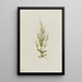 Gentiane acaule Gentiana acuta - Mary Vaux Walcott — gerahmtes Bild an der Wand