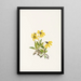 Arnica de Lake Louise Arnica louiseana - Mary Vaux Walcott — gerahmtes Bild an der Wand