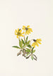 Arnica de Lake Louise Arnica louiseana - Mary Vaux Walcott — Ansicht des Kunstwerks