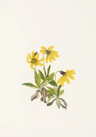 Mary Vaux Walcott - Lake Louise Arnica Arnica louiseana.webp