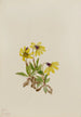 Arnica von Lake Louise Arnica Louisiana - Mary Vaux Walcott — Ansicht des Kunstwerks