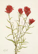 Castilléjie à feuilles lancéolées Castilleja lancifolia - Mary Vaux Walcott — Ansicht des Kunstwerks