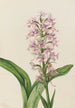 Orchidee Fransen für Purple Habenaria grandiflora - Mary Vaux Walcott — Ansicht des Kunstwerks