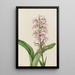 Orchidee Fransen für Purple Habenaria grandiflora - Mary Vaux Walcott — gerahmtes Bild an der Wand