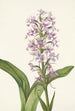 Orchidee Fransen fürpurpurnen Habenaria grandiflora - Mary Vaux Walcott — Ansicht des Kunstwerks