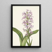 Orchidee Fransen fürpurpurnen Habenaria grandiflora - Mary Vaux Walcott — gerahmtes Bild an der Wand