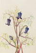 Clématite hirsute Clematis hirsutissima - Mary Vaux Walcott — Ansicht des Kunstwerks