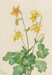 Ancolie Zitrone Aquilegia flavescens - Mary Vaux Walcott — Ansicht des Kunstwerks