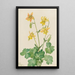 Ancolie Zitrone Aquilegia flavescens - Mary Vaux Walcott — gerahmtes Bild an der Wand