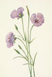 Mariposa lilas Calochortus splendens - Mary Vaux Walcott — Ansicht des Kunstwerks