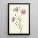 Mariposa lilas Calochortus splendens - Mary Vaux Walcott — gerahmtes Bild an der Wand