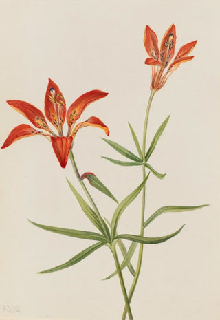Mary Vaux Walcott - Lily Lilium montanum.webp