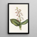 Lys Twayblade Liparis liliifolia - Mary Vaux Walcott — gerahmtes Bild an der Wand