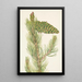 Pin flexible Pinus flexilis - Mary Vaux Walcott — gerahmtes Bild an der Wand