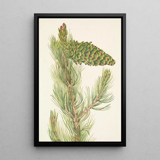 Mary Vaux Walcott - Limber Pine Pinus flexilis.webp