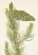 Pin flexible Pinus flexilis - Mary Vaux Walcott — Ansicht des Kunstwerks