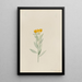 Lithospermum canescens - Mary Vaux Walcott — gerahmtes Bild an der Wand