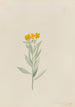 Lithospermum canescens - Mary Vaux Walcott — Ansicht des Kunstwerks