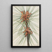 Pin des marais Pinus taeda - Mary Vaux Walcott — gerahmtes Bild an der Wand