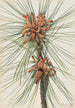 Pin des marais Pinus taeda - Mary Vaux Walcott — Ansicht des Kunstwerks