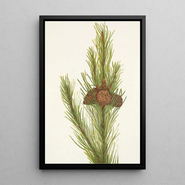 Mary Vaux Walcott - Lodgepole Pine Pinus contorta murrayana (Case Conflict).webp